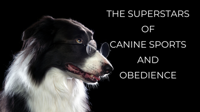 The Superstars of Canine Sports and Obedience