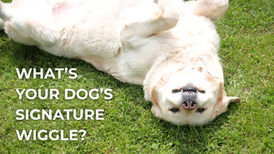 What’s Your Dog’s Signature Wiggle?