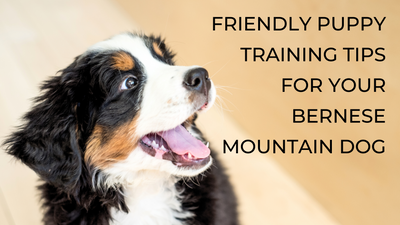 Friendly Puppy Training Tips for Your Bernese Mountain Dog