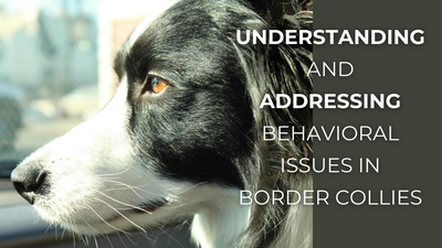 Understanding and Addressing Behavioral Issues in Border Collies