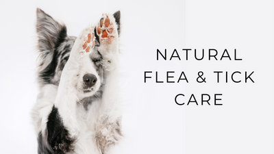 Natural Flea & Tick Care
