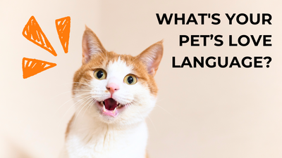 🐾 What's Your Pet’s Love Language?