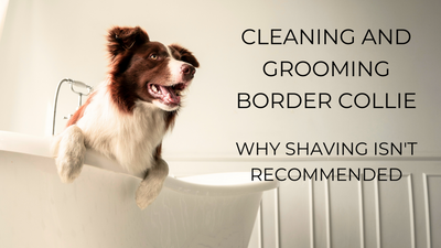 Cleaning and Grooming Border Collie