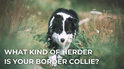 🐑 What Kind of Herder Is Your Border Collie?