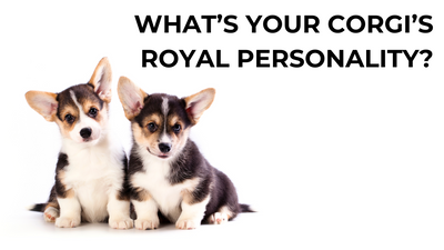 👑 What’s Your Corgi’s Royal Personality?