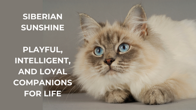 Beyond the Floof: Unwrapping the Siberian Cat's Purr-sonality