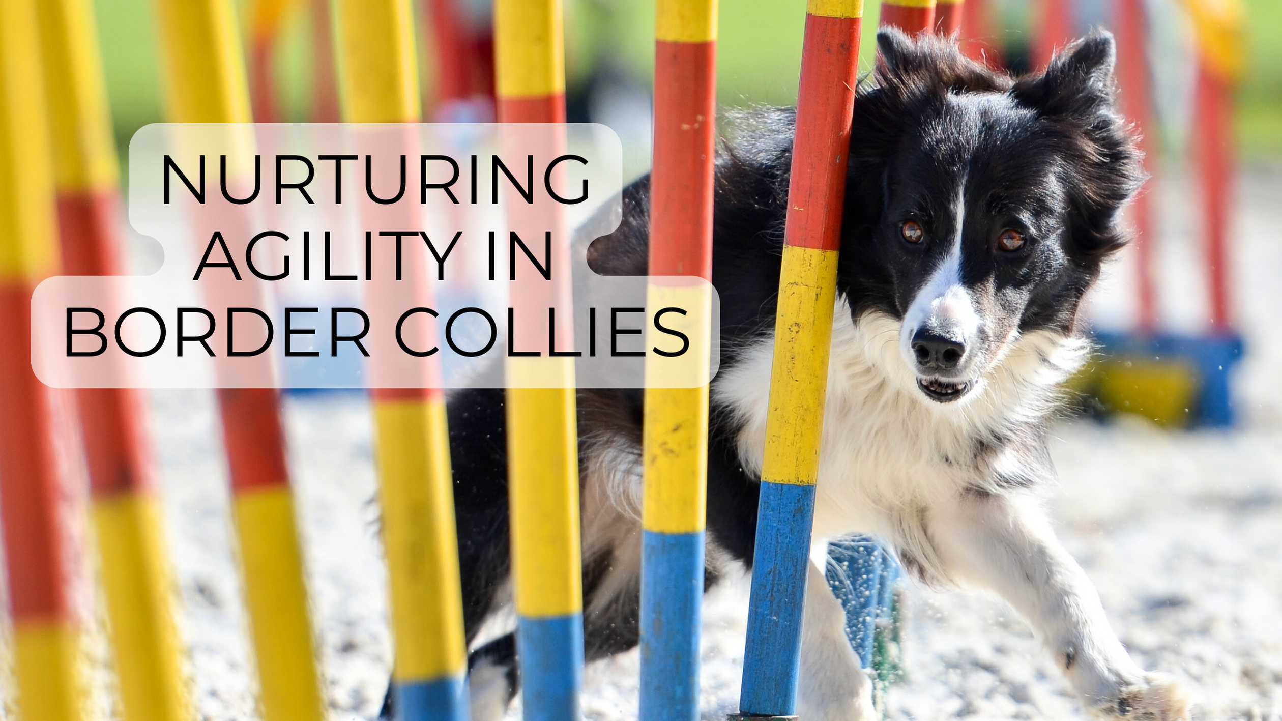 Nurturing Agility in Border Collies | Expert Tips for Owners ...