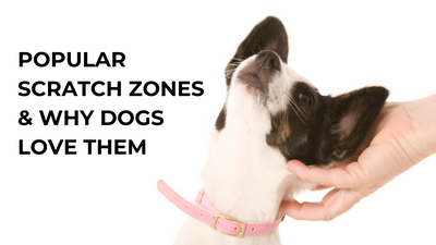 What’s Your Dog’s Favourite Spot to Be Scratched?