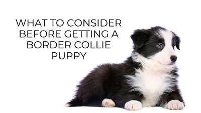 What to Consider Before Getting a Border Collie