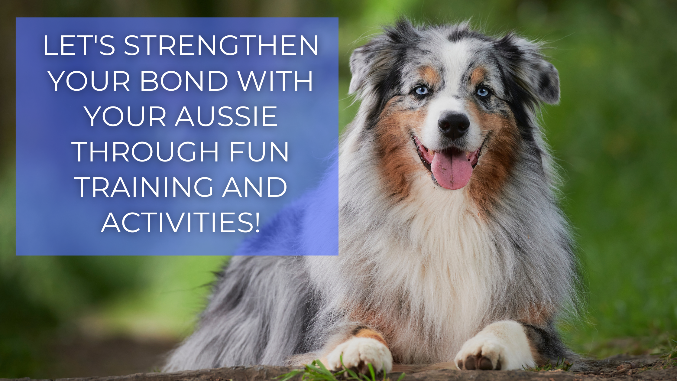 Aussie Ff Bonding with Your Aussie: Fun Training and Adventures Await ...