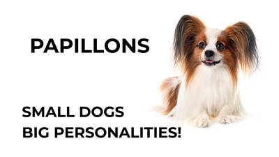 🦋 Papillons: Small Dogs, Big Personalities!