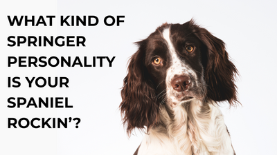 What Kind of Springer Personality Is Your Spaniel Rockin’?
