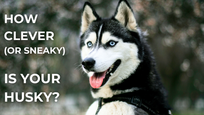How Clever (or Sneaky) Is Your Husky?
