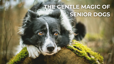 The Gentle Magic of Senior Dogs