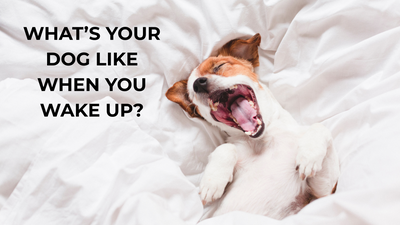 What’s Your Dog Like When You Wake Up?
