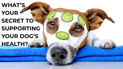What’s Your Secret to Supporting Your Dog’s Health? 🐾