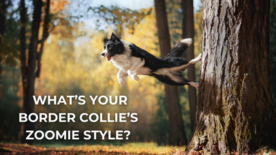🐾 What’s Your Border Collie’s Zoomie Style?