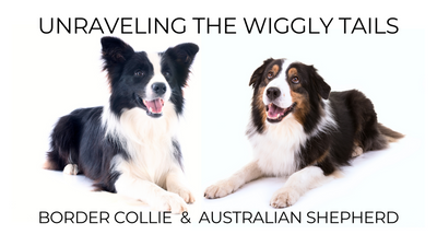 Decoding the Quirky Differences Between Border Collies and Australian Shepherds