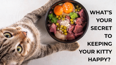 🐱💫 What’s Your Secret to Keeping Your Kitty Happy? 🐾💛
