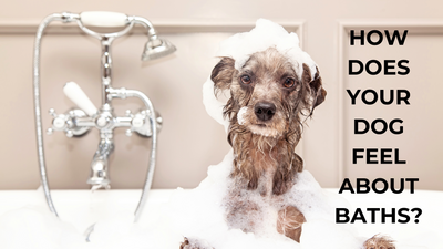How does your dog feel about Baths?
