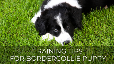 Training Tips For Border Collie Puppy