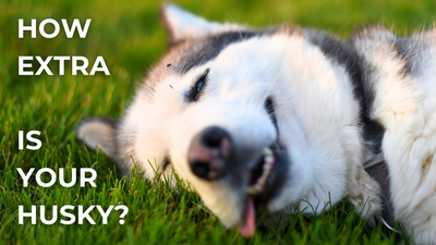 🐺 How Extra Is Your Husky?