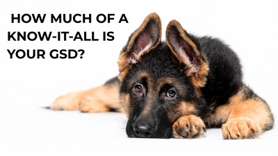 🧠 How Much of a Know-It-All Is Your GSD?