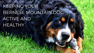 Keeping Your Bernese Mountain Dog Active and Healthy