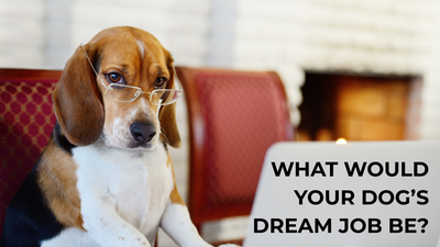 If Your Dog Had a Job, What Would They Be?