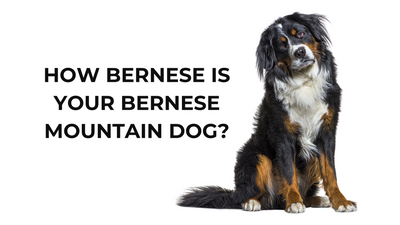 🏔️ How Bernese Is Your Bernese Mountain Dog?