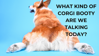 🍑 What Kind of Corgi Booty Are We Talking Today?