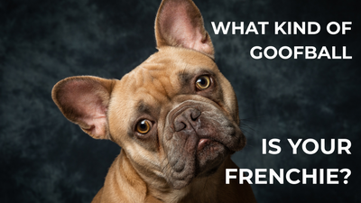 What Kind of Goofball Is Your Frenchie?