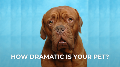 🎭 How Dramatic Is Your Pet?