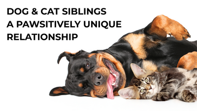 Dog & Cat Siblings: A Pawsitively Unique Relationship