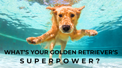 What’s Your Golden Retriever’s Superpower?