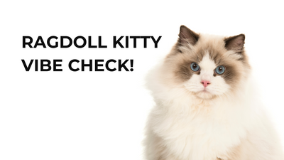 😻 Ragdoll Kitty Vibe Check!