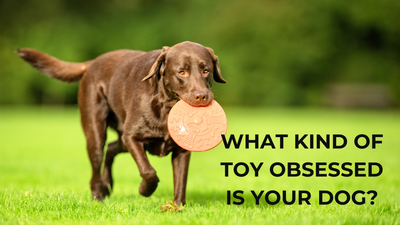 🎾 What Kind of Toy Obsessed Is Your Dog?