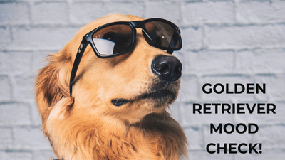 🐾Golden Retriever Mood Check!