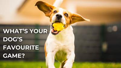 🎾 What’s Your Dog’s Favourite Game? 🐾