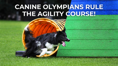 Canine Olympians Border Collies Rule the Agility Course!