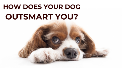 How Does Your Dog Outsmart You?