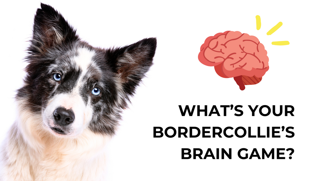 What’S Your Border Collie’S Brain Game? Unlock Genius Tricks