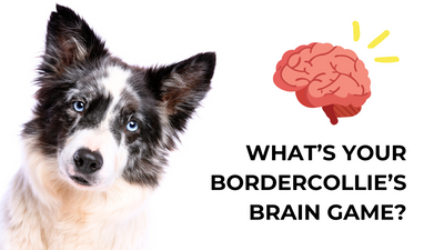 🧠 What’s Your Border Collie’s Brain Game?