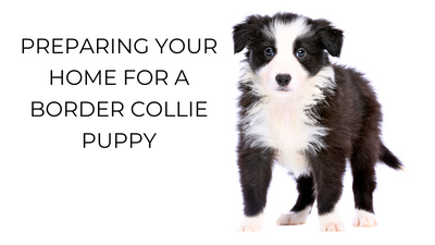 Preparing Your Home for a Border Collie Puppy