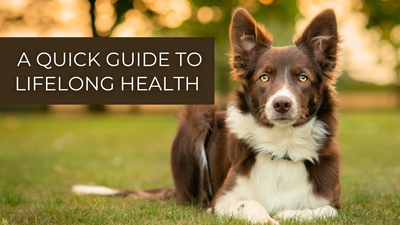 Caring for Your Border Collie's Health