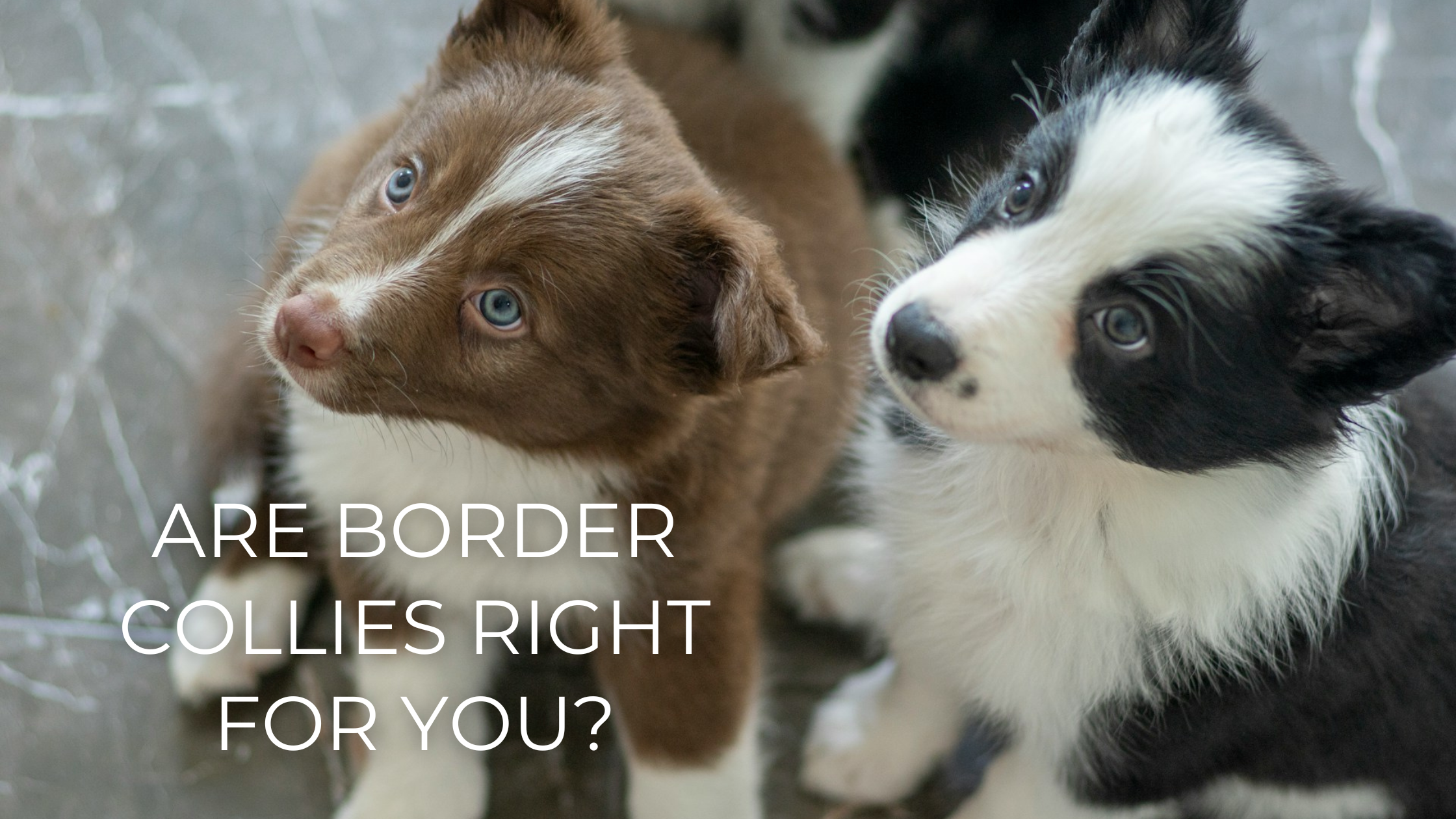 Border Devote Devoted Companions, But Are They Right for You? – Bordercollied Up