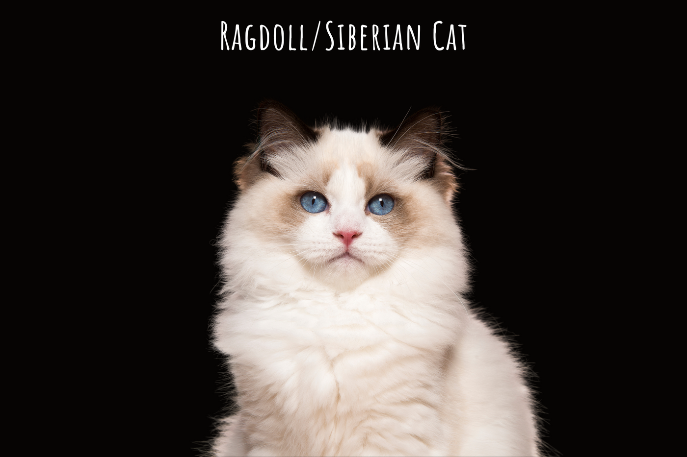 ragdoll/siberian cat sticker collection