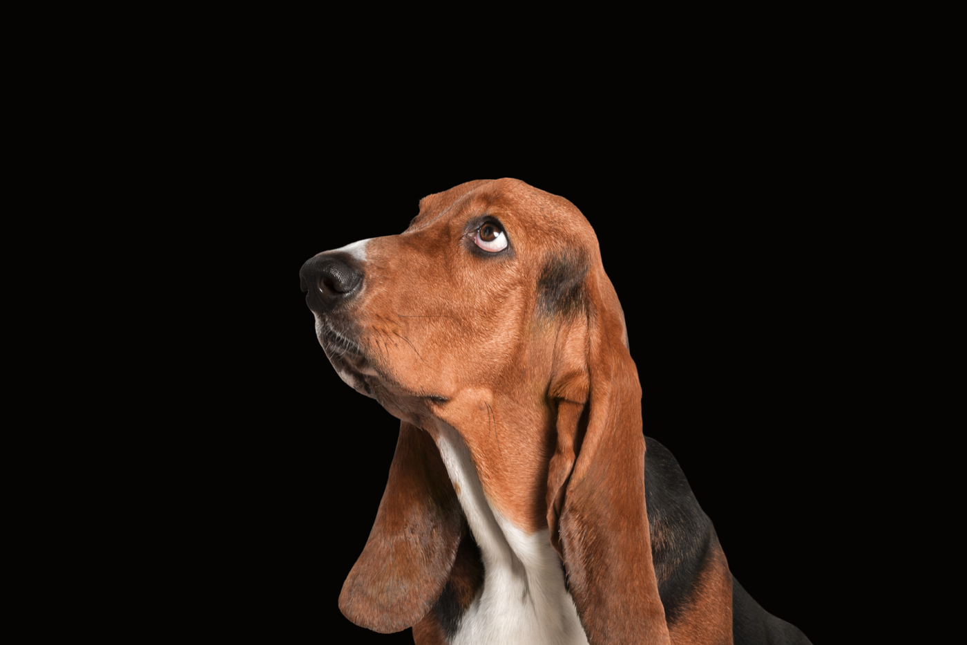 Basset Hound