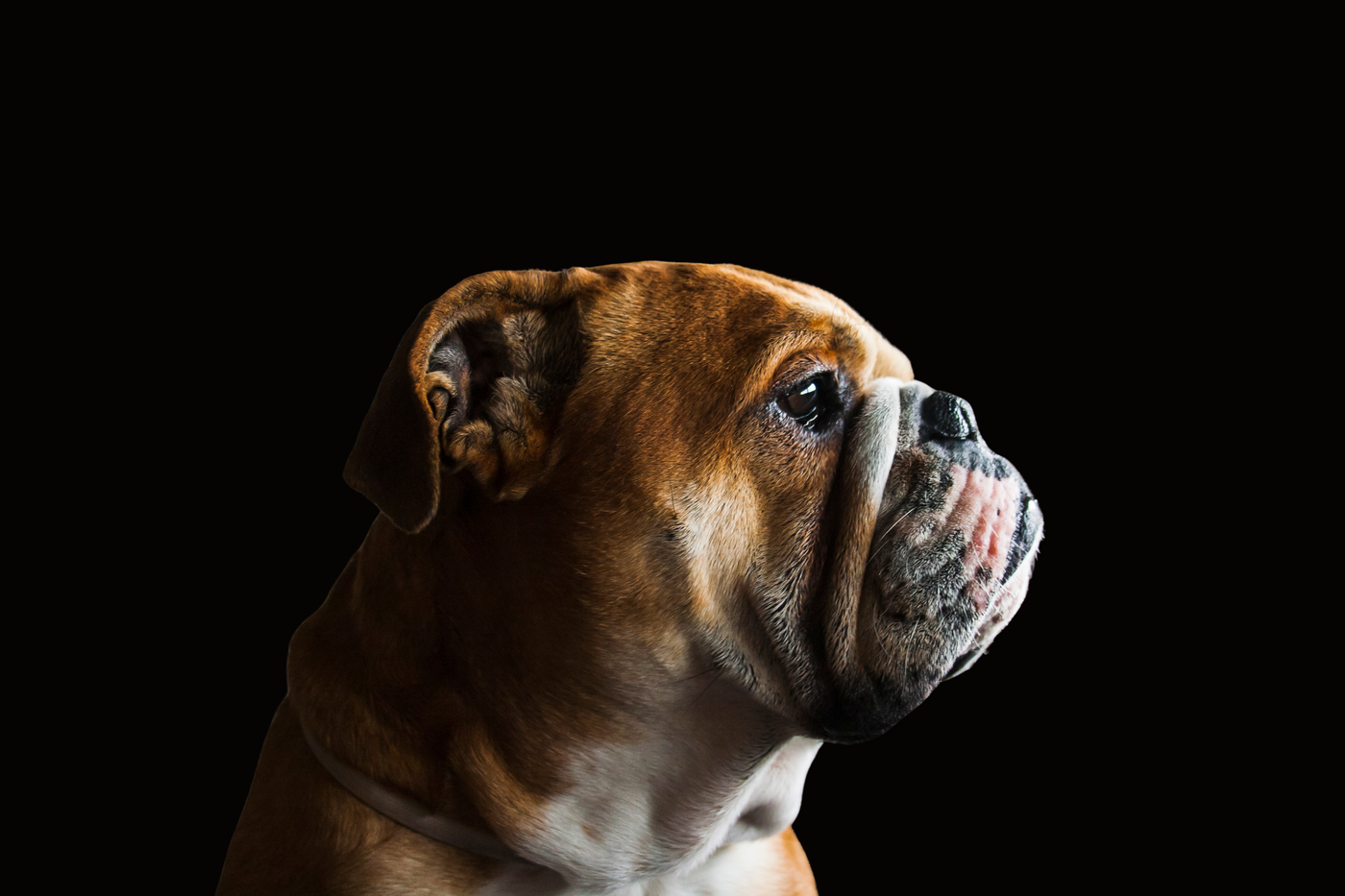 Bulldog