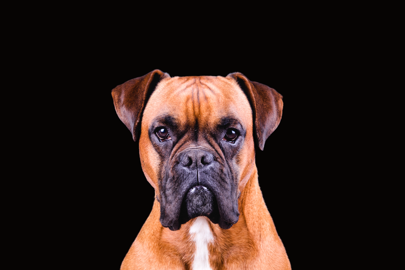 Boxer